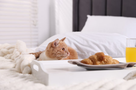 Pet hotel. Cute ginger cat, croissant and orange juice on bed indoorsの写真素材