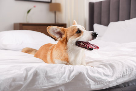 Pet friendly hotel. Cute dog lying on bed indoorsの写真素材