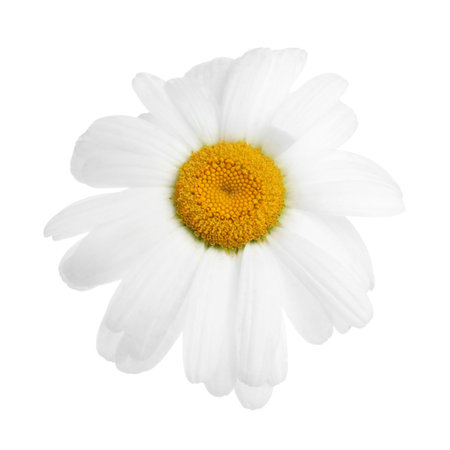 One beautiful chamomile flower isolated on white, top viewの写真素材