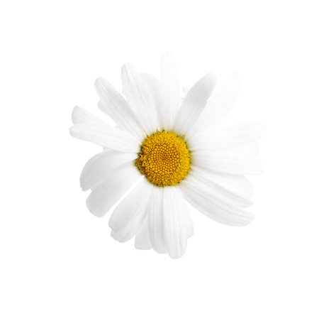 One beautiful chamomile flower isolated on white, top viewの写真素材