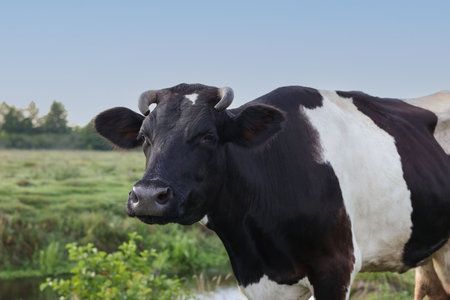 Beautiful black cow with white spots in meadowの写真素材