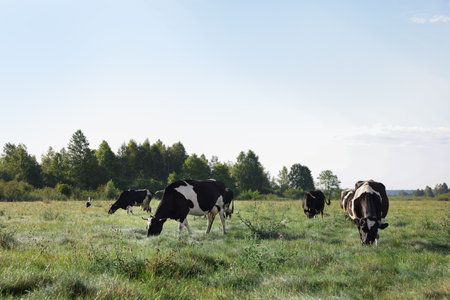 Herd of cows grazing on green grass in countrysideの写真素材