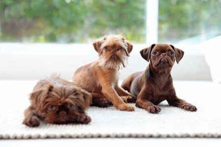 Cute Griffon puppies on floor near window indoorsの写真素材