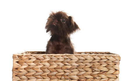 Cute Griffon puppy in wicker basket on white backgroundの写真素材