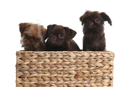 Cute Griffon puppies in wicker basket on white backgroundの写真素材