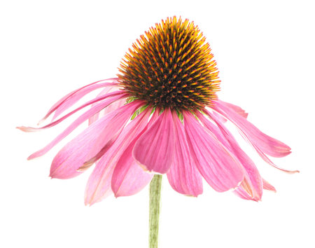 Beautiful pink Echinacea flower isolated on whiteの写真素材