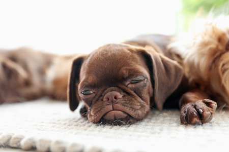Cute Griffon puppies on rug indoors, space for textの写真素材