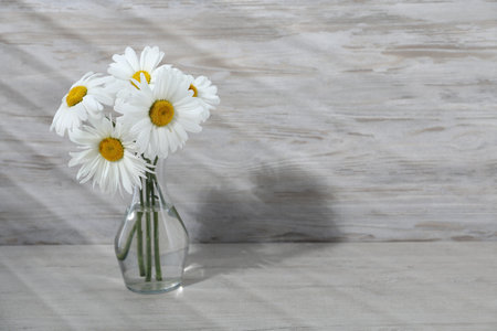 Beautiful chamomile flowers in vase on gray wooden table, closeup. Space for textの写真素材