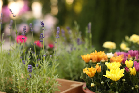 Beautiful potted flowers in garden, closeup viewの写真素材