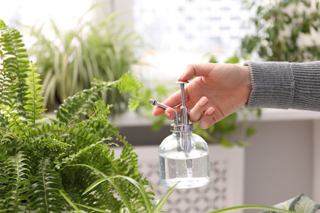 Young woman spraying beautiful houseplant with water from bottle indoors, closeupの写真素材