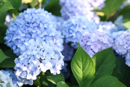 Beautiful hortensia flowers and green leaves growing in garden, closeup