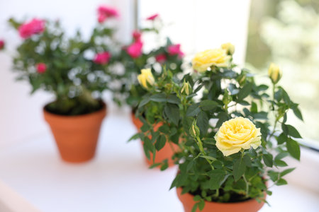 Beautiful potted rose flowers on window sill, closeupの写真素材