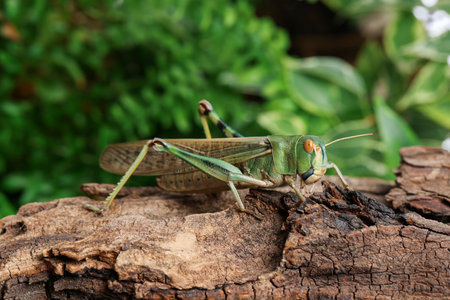 One locust on snag outdoors, closeup. Wild insectの写真素材