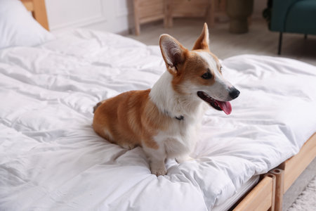 Pet friendly hotel. Cute dog sitting on bed indoorsの写真素材