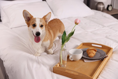 Pet friendly hotel. Cute dog and tray with croissant, cup and tulip on bed indoorsの写真素材