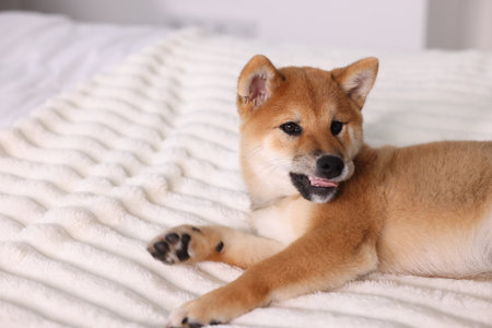 Cute Shiba Inu puppy lying on bed at homeの写真素材