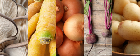 Collection of food products with earthy taste, collageの写真素材