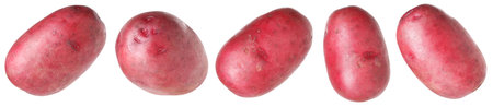 Raw red potatoes isolated on white, setの写真素材