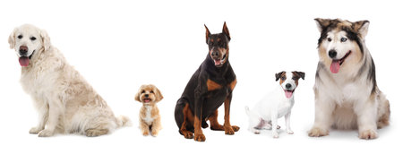 Cute dogs of different breeds isolated on white, collageの写真素材