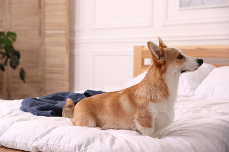 Pet friendly hotel. Cute dog sitting on bed indoorsの写真素材