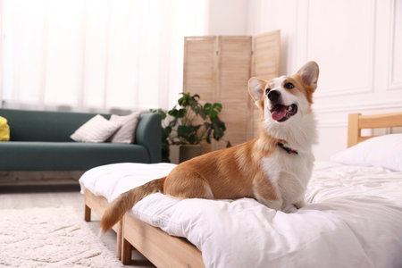 Pet friendly hotel. Cute dog sitting on bed indoors, space for textの写真素材