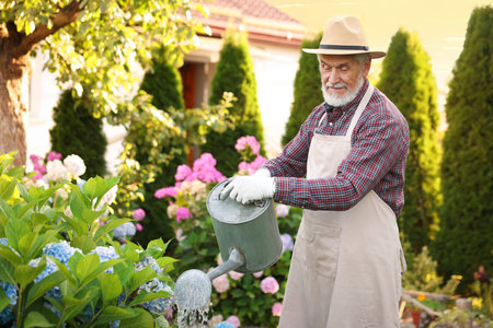Elderly man in hat and apron watering beautiful flowers with can in gardenの写真素材