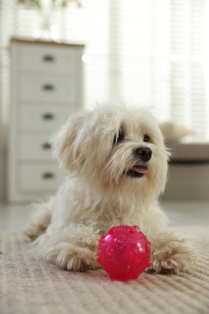 Cute white Maltese dog with toy at home