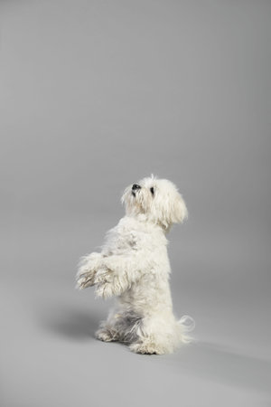 Cute white Maltese dog on light gray background, space for text