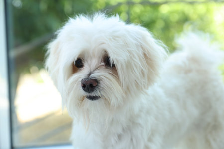 Cute white Maltese dog at home. Adorable petの写真素材