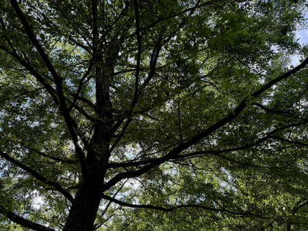 Beautiful tree with green leaves growing under blue sky, bottom view