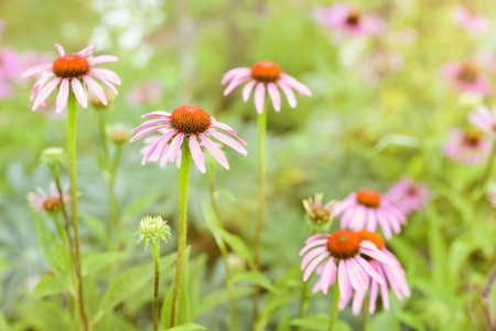 Beautiful pink Echinacea flowers blooming outdoors, closeupの写真素材