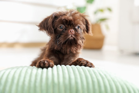 Cute Griffon puppy on pillow at homeの写真素材