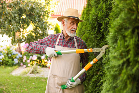 Elderly man in hat and apron with manual hedge trimmer working in gardenの写真素材