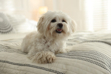 Cute white Maltese dog on bed at home