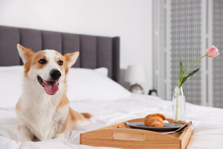 Pet friendly hotel. Cute dog and tray with croissant and tulip on bed indoorsの写真素材