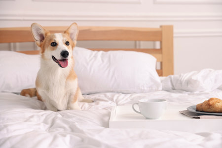 Pet friendly hotel. Cute dog and tray with croissant and coffee on bed near white wall indoorsの写真素材