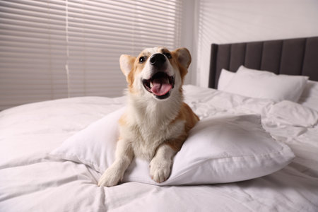 Pet friendly hotel. Cute dog with pillow on bed indoorsの写真素材