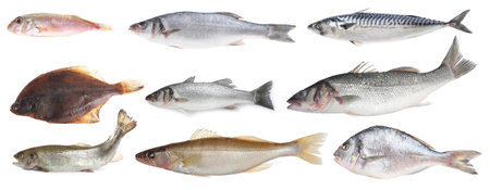 Different types of raw fish isolated on white, collageの写真素材