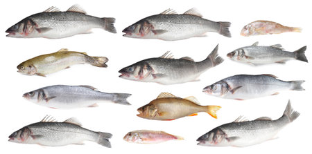 Different types of raw fish isolated on white, collageの写真素材