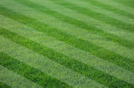 Fresh green lawn cut in stripes, closeupの写真素材
