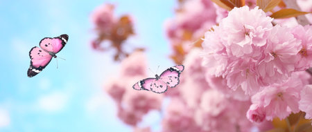 Spring vibes. Butterflies flying around pink flowers of blossoming tree outdoors. Banner designの写真素材