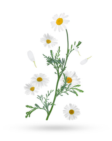 Beautiful chamomile flowers falling on white backgroundの写真素材