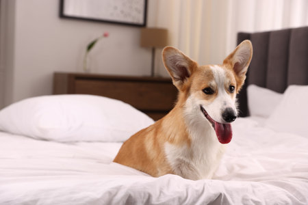 Pet friendly hotel. Cute dog sitting on bed indoors, space for textの写真素材