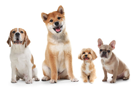Cute dogs of different breeds isolated on white, collageの写真素材