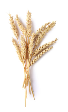 Many dried wheat ears isolated on white, top viewの写真素材