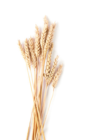 Many dried wheat ears isolated on white, top viewの写真素材