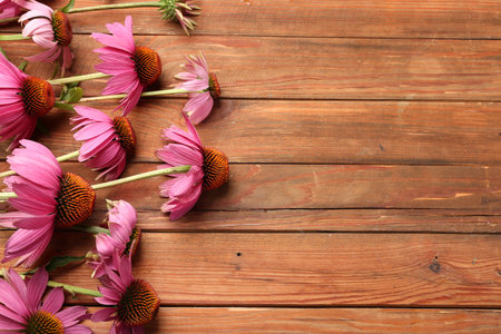 Beautiful Echinacea flowers on wooden table, above view. Space for textの写真素材