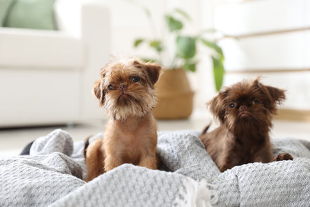 Cute Brussels Griffon puppies on pet bed indoors