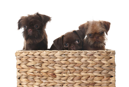 Cute Griffon puppies in wicker basket on white backgroundの写真素材