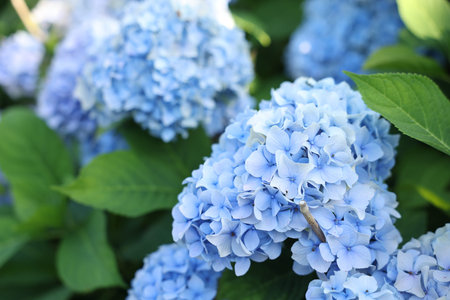Beautiful hortensia flowers and green leaves growing in garden, closeup